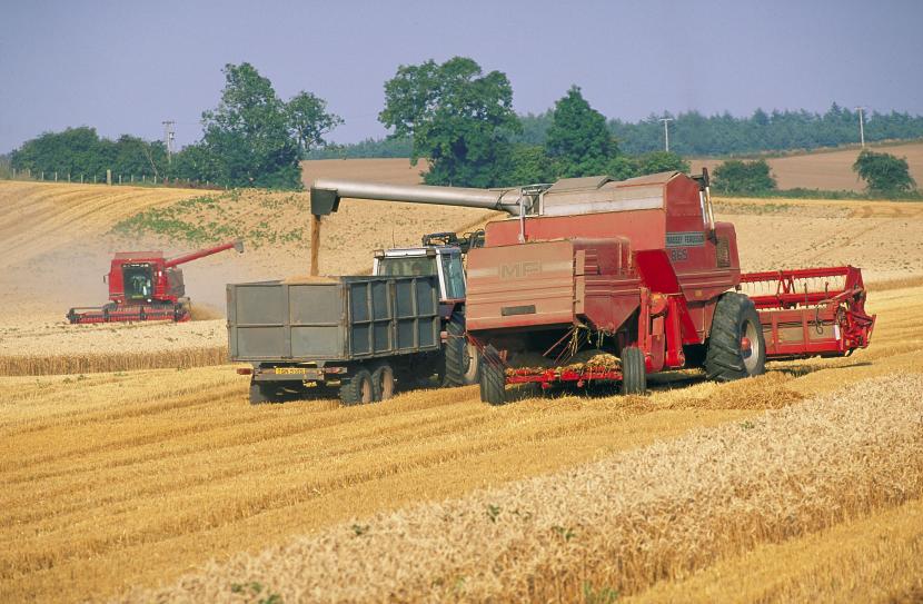 Harvesting wheat by the River Isla, Perthshire.